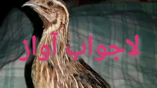Common quail sound for hunting, دیسی بٹیر کی آواز