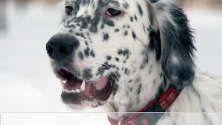 English Setter - Dog Breed - Pet Friend