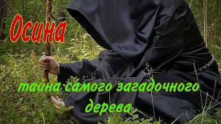 Осина. Секрет самого загадочного дерева.