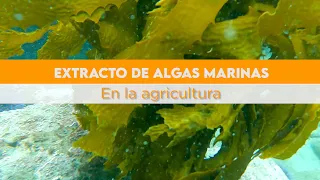 🌱 Extracto de Algas Marinas en la Agricultura..!! 🌱