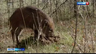 Особенности охоты: буферные зоны в Марий Эл избавят от кабанов