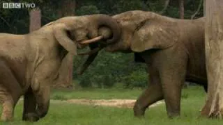 Young Elephants At Play - Natural World: Forest Elephants - Highlight - BBC Two