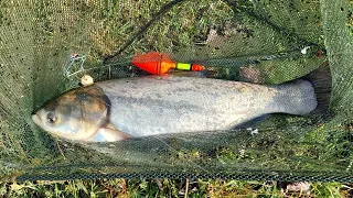 Pecanje tolstolobika na plovak (Pecanje tolstolobika na tehnoplankton tablete)