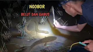 mantap!! 2 malam ngobor belut dan gabus, sawah di garap watunya ngobor belut lagi!!