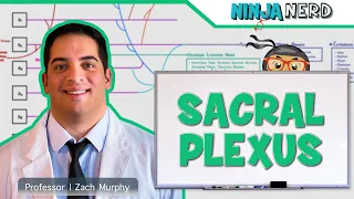 Neurology | Sacral Plexus