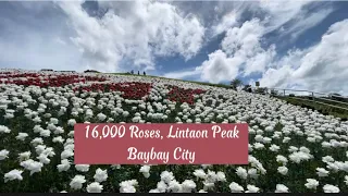 16,000 Roses at Lintaon Peak, Baybay City