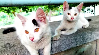 two adorable poor kittens very hungry living in the street#adorablekittens#poorkitten#landofcats