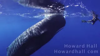 Sperm Whale Encounter HD