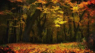 Beautiful spring mountain forest - Birdsong in the Caucasus forest  *901