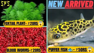 🐟milky koi carp pair just ₹40rs😱||😱oranda gold pair just 110rs🔥 #new #unboxing #fish #trending #best