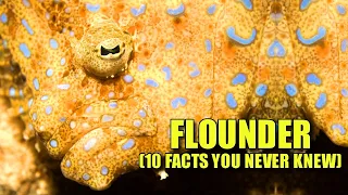 Flounder 🐟 (10 FACTS You NEVER KNEW)