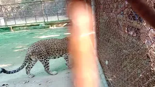 Epic battle of Animal 2019-mother cheetah try rescues the cubs Like