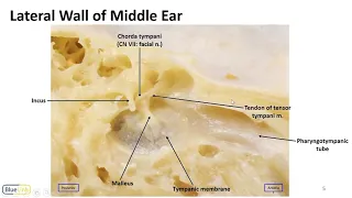 Nasal Cavity, Sinuses and Ear LO - Muscles