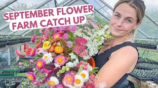 September Flower Farm Catch-Up {Sowing Hardy Annuals, Selling Flowers & More}