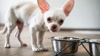 Chihuahua Shedding S