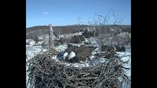 Bella & Scout - Mating X2 - Bella Initiates Mating - NCTC Bald Eagle Nest - January 21, 2024