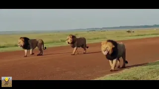 Male Lions Patrolling Their Territory