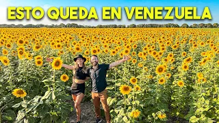 Sunflower fields in Venezuela. Turen, Portuguesa 🌻🇻🇪