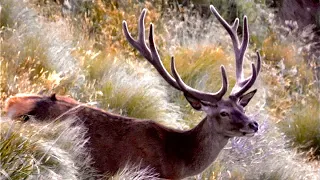 Early Season Reds | Scouting For The New Zealand Red Stag