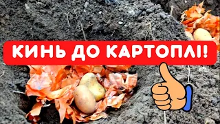 ГОЛОВНИЙ СЕКРЕТ ВРОЖАЮ картоплі без дротяника! Що і як зробити ПРИ ПОСАДЦІ КАРТОПЛІ!