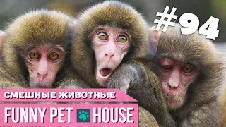 СМЕШНЫЕ ЖИВОТНЫЕ И ПИТОМЦЫ #94 АВГУСТ 2019 | Funny Pet House