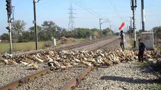 Huge Group Of Ducks Crossing Tracks During Lockdown And High Speed Trains Come!!