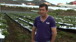 CULTIVO DE FRESAS EN VALSEQUILLO DE GRAN CANARIA PRODUCCIÓN INTEGRADA