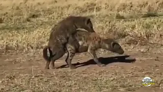 Hyenas matting - Serengeti national park