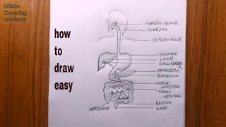 how to draw human digestive system/human digestive system diagram