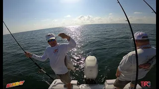 Mangrove Snapper Techniques for Inside Tampa Bay