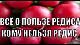 ПОЧЕМУ РЕДИС ОЧЕНЬ ПОЛЕЗЕН КОМУ НЕЛЬЗЯ ЕСТЬ РЕДИС