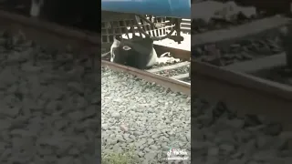 cow came under a train.....