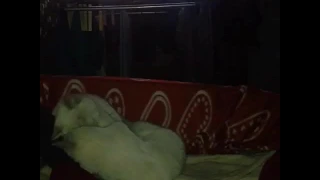 Прикол коты поют в клипе Лободы (смотреть до конца)