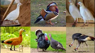 Ground Birds Farm, Turkey Birds Sound, Murgi k Bacha, Chand Chakor Farming, Hsn Entertainment