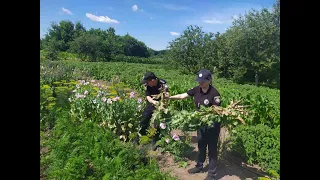 На Полтавщині поліцейські вилучили майже півтисячі рослин снодійного маку