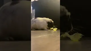 Wild Guinea Pig attacks Lettuce Leaf 🥬😱🦈