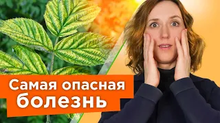 НЕМЕДЛЕННО УДАЛИТЕ ТАКИЕ КУСТЫ МАЛИНЫ И СМОРОДИНЫ, чтобы они не заразили весь сад опасной болезнью!