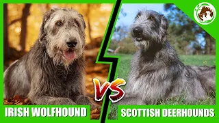 Irish Wolfhound vs Scottish Deerhound - Which One is Right for You?