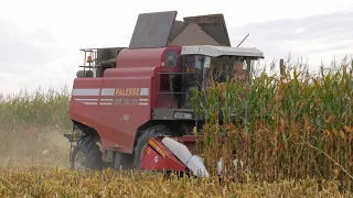 Corn harvesting / PALESSE GS12A1, MAZ 5551 /