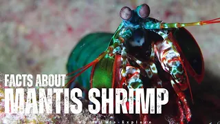 Unveiling the Astonishing World of Mantis Shrimp | Nature's Technicolor Warriors.