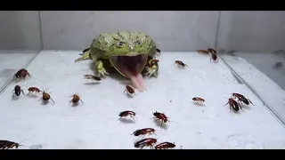 Лягушка-бык съела 100 красных тараканов 牛蛙吃掉 100 隻紅蠊 Bull Frog eating 100 Red runner roaches