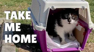 Kitten walked into the carrier herself for adoption