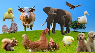 Animal Sounds : cow, cat, chikken, dog, pig, duck, elephant, horse. #mamasaforest