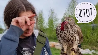 Training of a goshawk. Stage 8. (Day 10). Complicating the environment for the bird