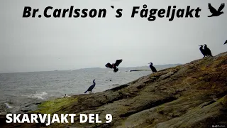 Skarvjakt Del 9 (Cormorant hunting in Sweden).