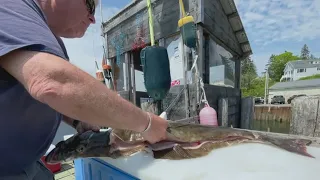 Halibut fishing a late spring passion for some on the Maine coast