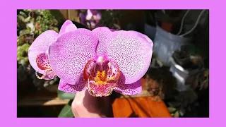 Орхидея фаленопсис Манхеттен ( Orchid, Phalaenopsis Manhattan)