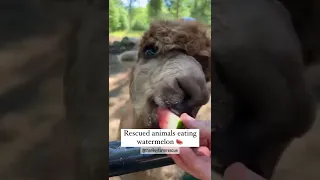 Animals Eating Watermelon 🍉😍 #shorts