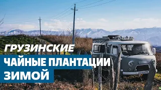 В Тбилиси все спокойно. Чайные плантации зимой.