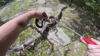 Searching for Lifer Timber Rattlesnakes in NY